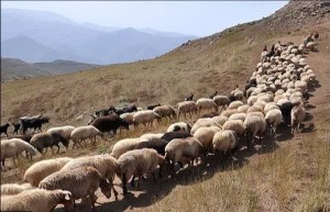چرا حفظ مراتع، جنگ برای «ماندگاری در این خاک» است؟