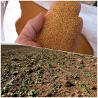 آغاز طرح توسعه کشت گیاه روغنی کاملینا