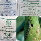 کودهای یارانه‌ای پشتوانه‌ای برای افزایش مقاومت مزارع در برابر کرم برگ‌خوار پاییزه