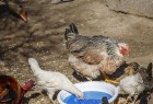 مرحله14واکسیناسیون رایگان نیوکاسل طیور بومی روستایی خمینی‌شهر