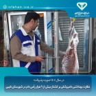 نظارت بهداشتی دامپزشکی بر کشتار بیش از۹هزاررأس دام شهرستان نایین