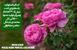 آغاز برداشت گل محمدی دراستان اصفهان بهار1405
