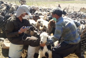 سم‌پاشی و واکسیناسیون دام و طیور روستای حوض‌ماهی شهرستان مبارکه