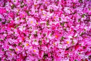 میراث معطر ایران و محور توسعه صنایع فرآوری گیاهان دارویی