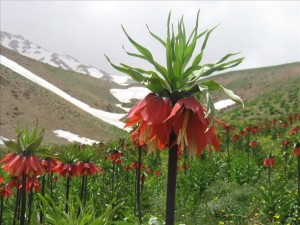 معرفی شهرستان فریدونشهر (قسمت اول)