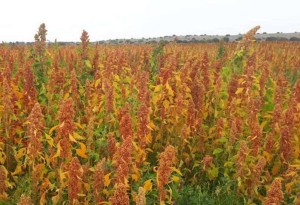 پروژه منطقه‌ای فائو و ایران برای تقویت کشاورزی در برابر تغییرات اقلیمی