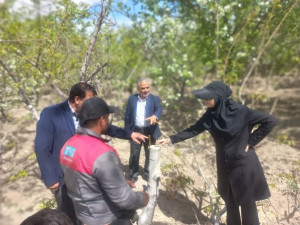 بازدید از اجرای عملیات سرشاخه کاری گردو در شهرستان فلاورجان