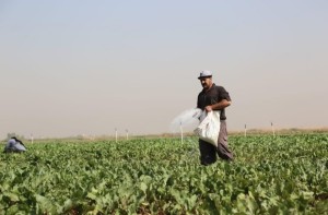 واریز مستقیم یارانه کودهای فسفاته و پتاسه به حساب کشاورزان اصفهانی