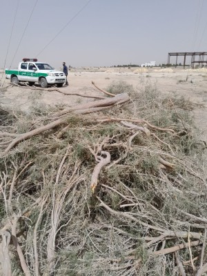 دستگیری ۴ نفر متخلف قطع درختان تاغ در روستای مزرعه عرب