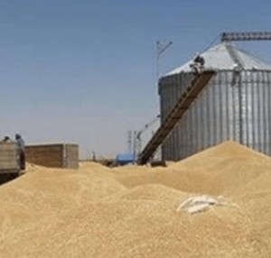 ۲۰۹ هزار تن گندم وارد استان اصفهان شد